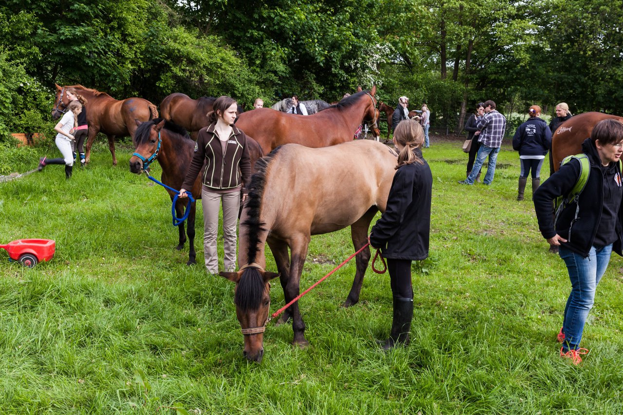 Bild 197 - Reitschule Janen Jubilum